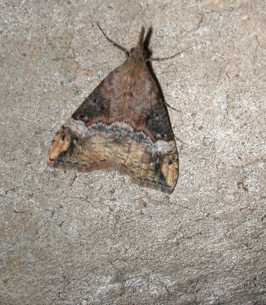 Hypena obsitalis